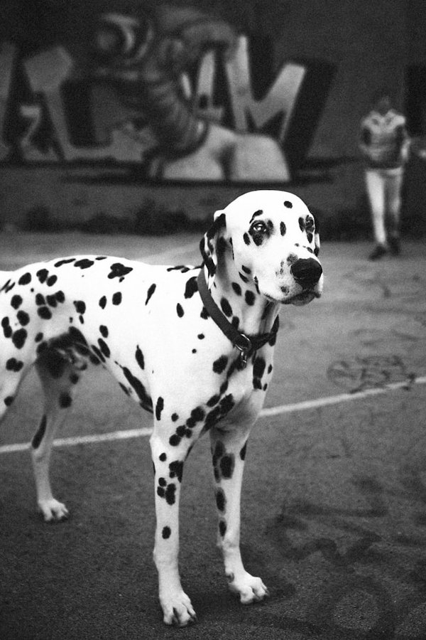 How to Customize a Training Program for a Deaf Dalmatian?